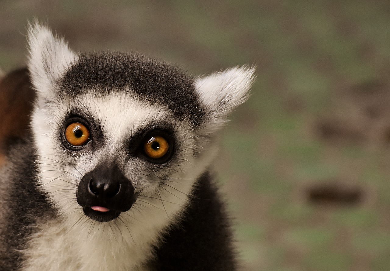 monkey lemur cute free photo