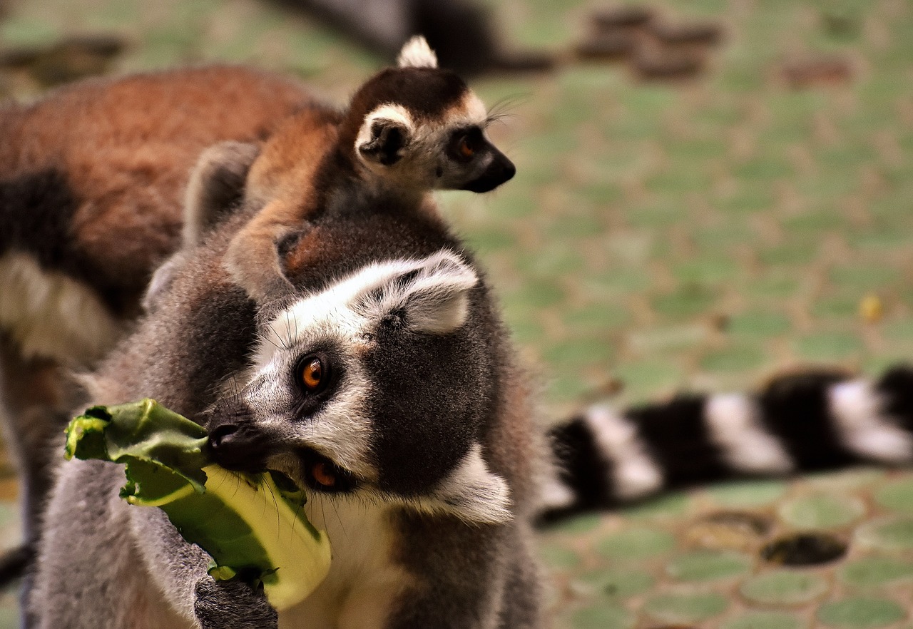 monkey lemur cute free photo