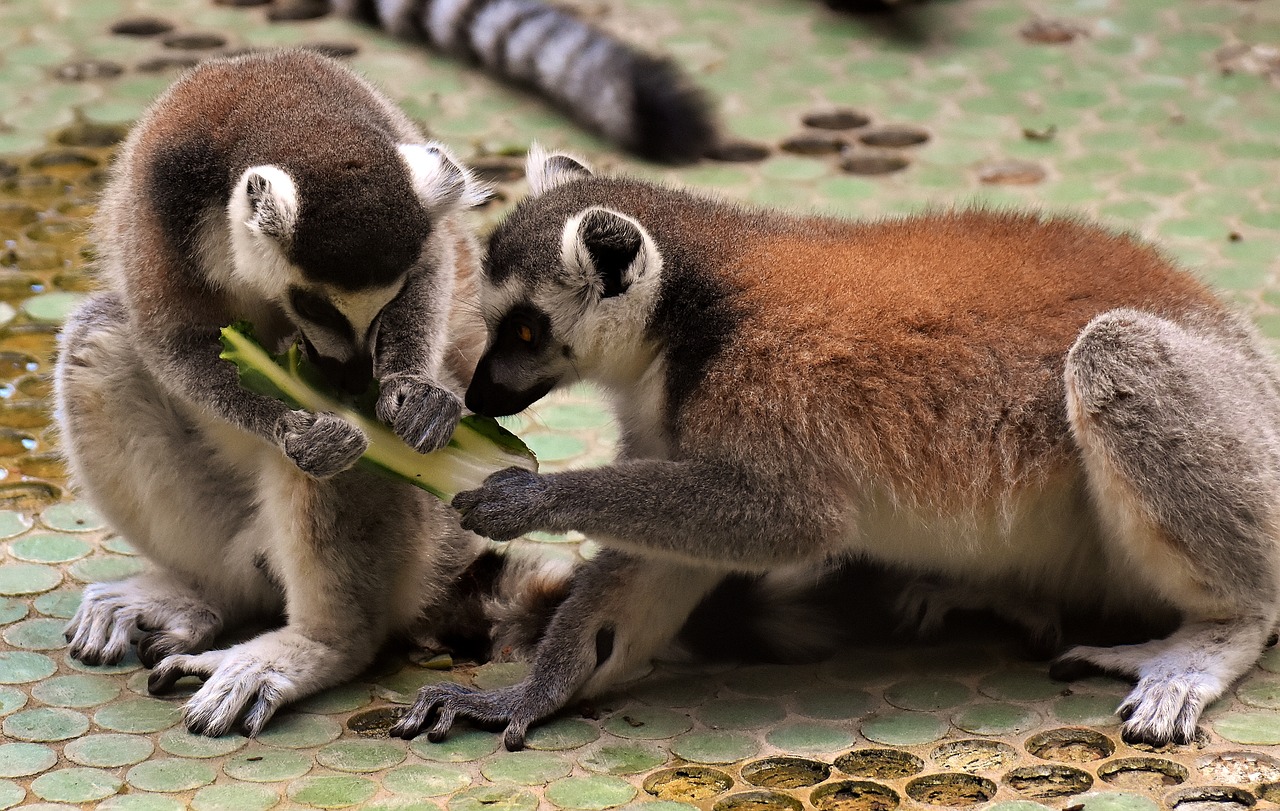 monkey lemur cute free photo