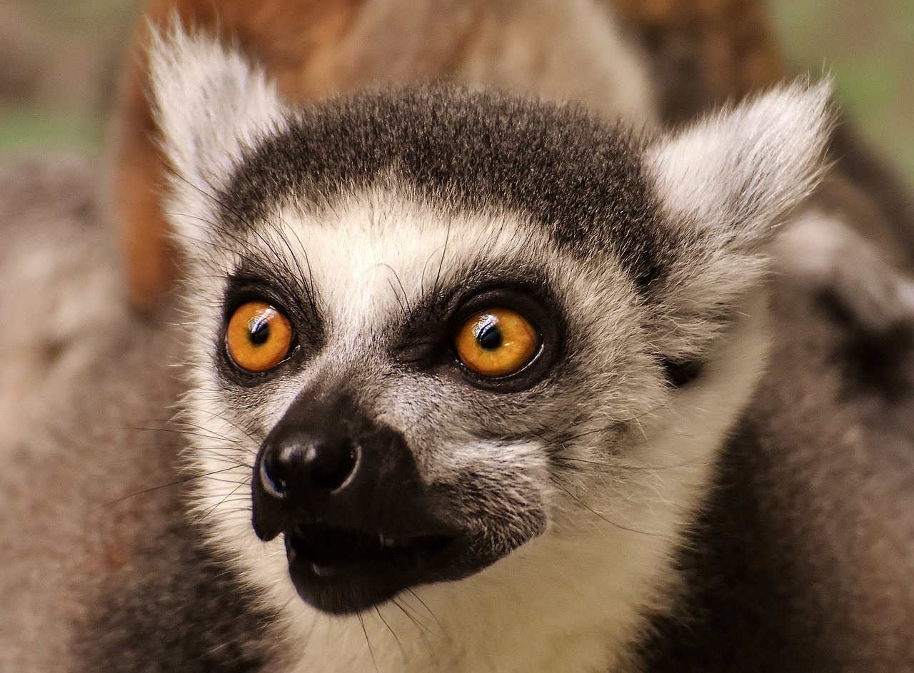 monkey lemur cute free photo