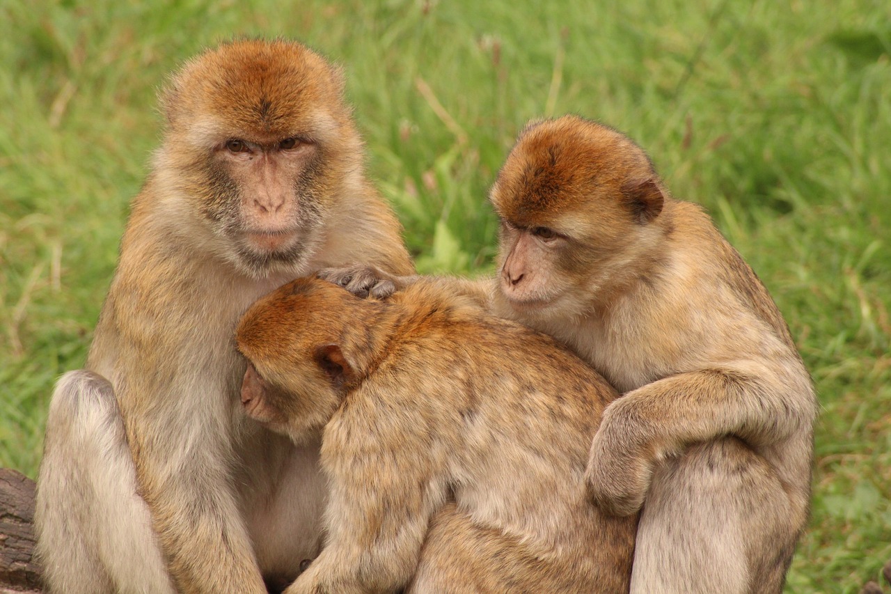 monkey animal family sweet free photo