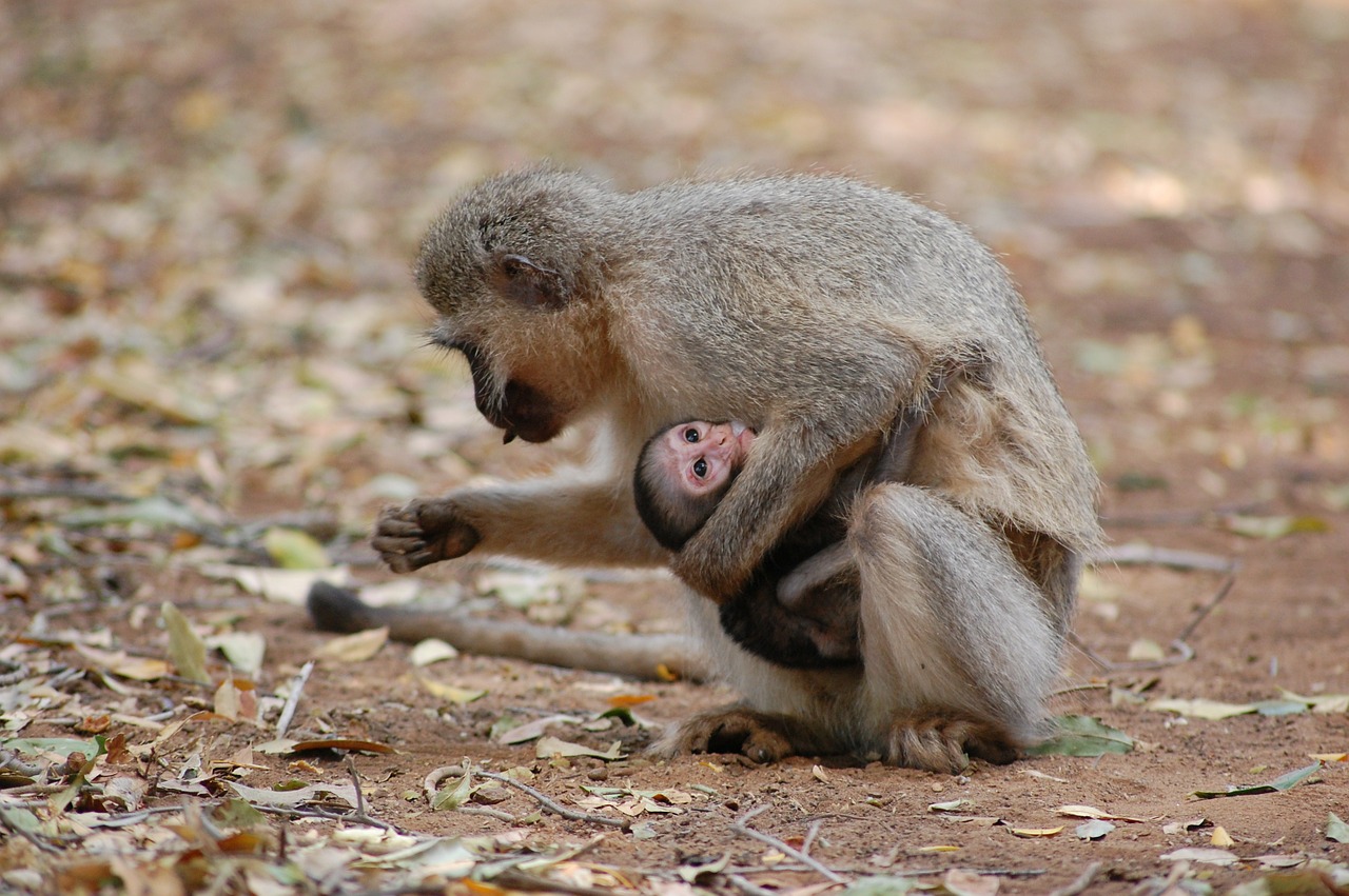 monkey zoo habitat free photo