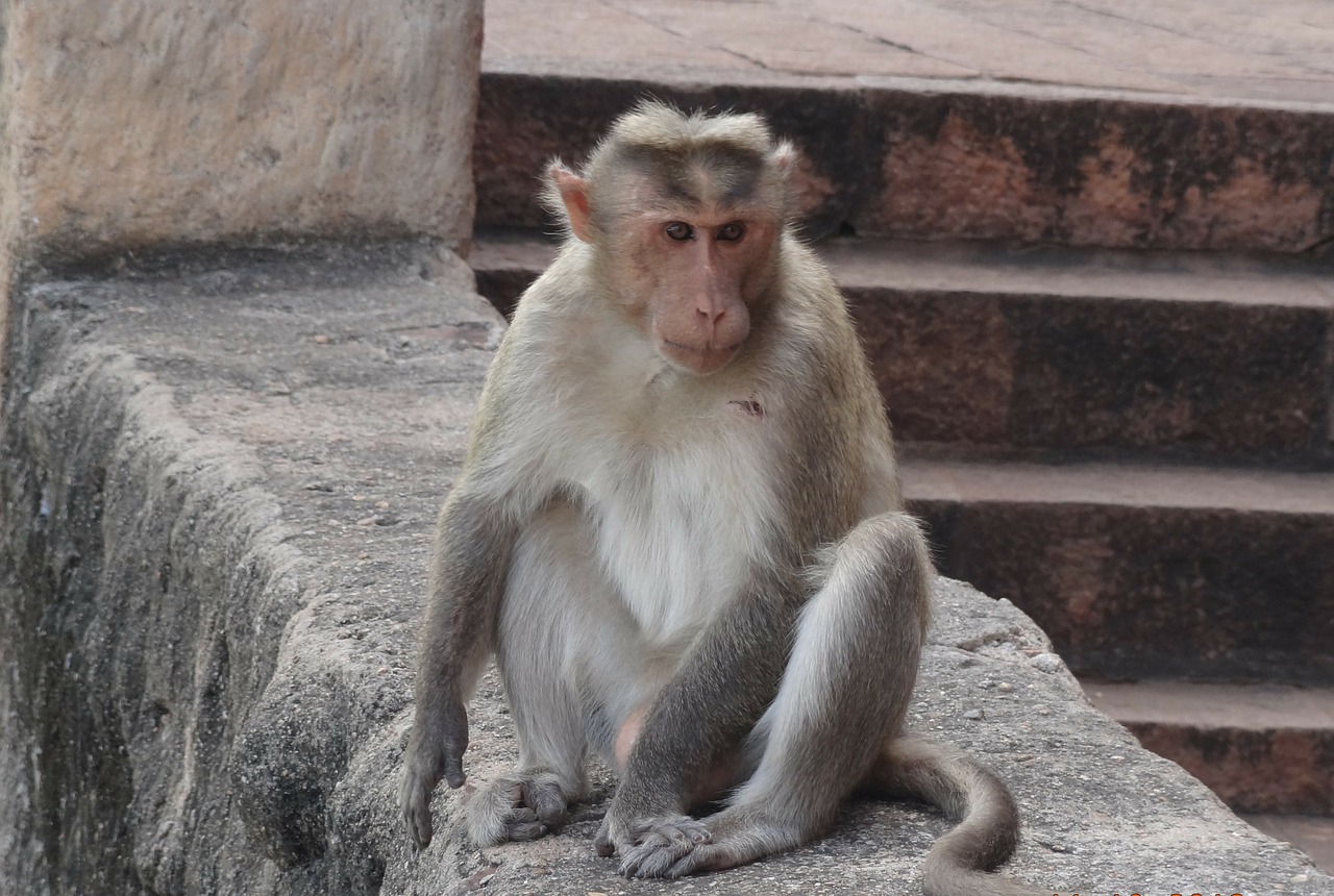 monkey zoo habitat free photo