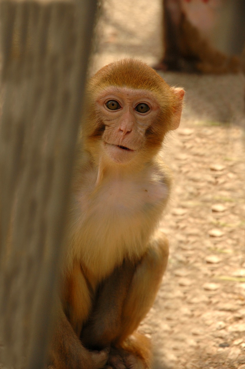 monkey the sukhumi zoo animals free photo