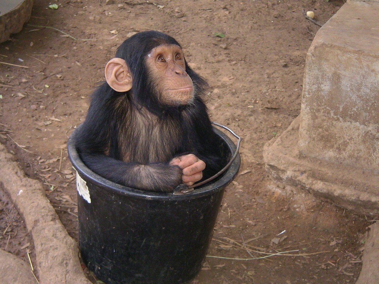 monkey zoo africa free photo