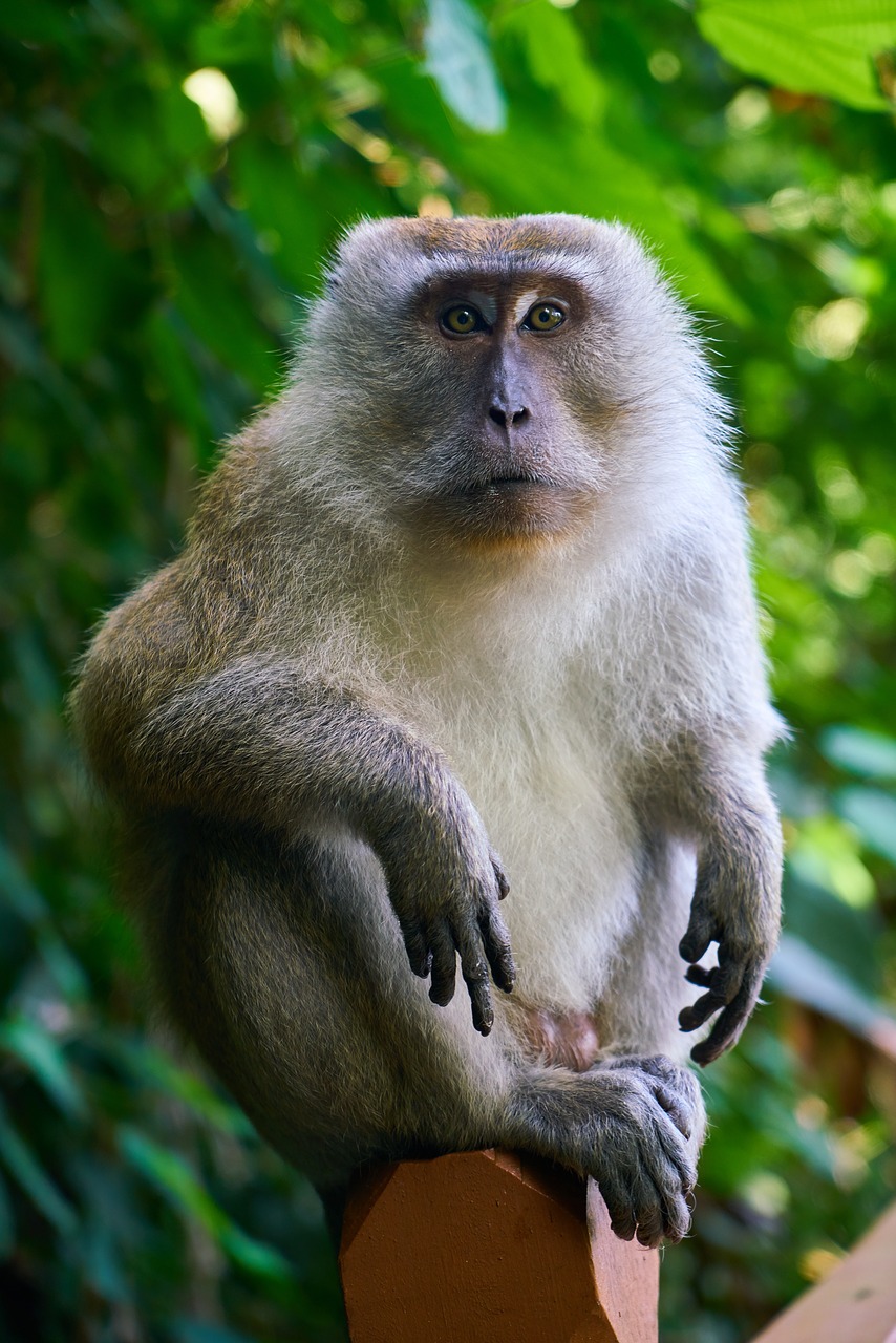 monkey animal wild free photo