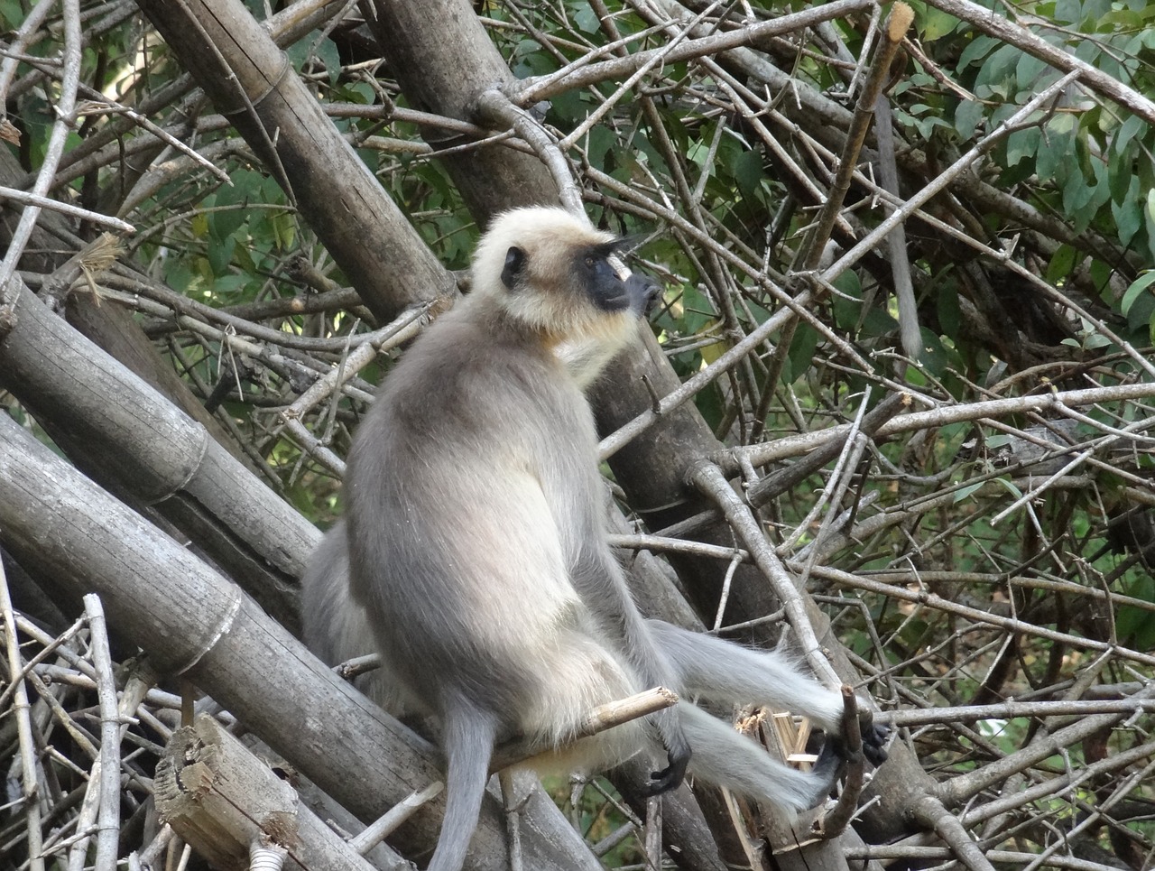 monkey zoo habitat free photo