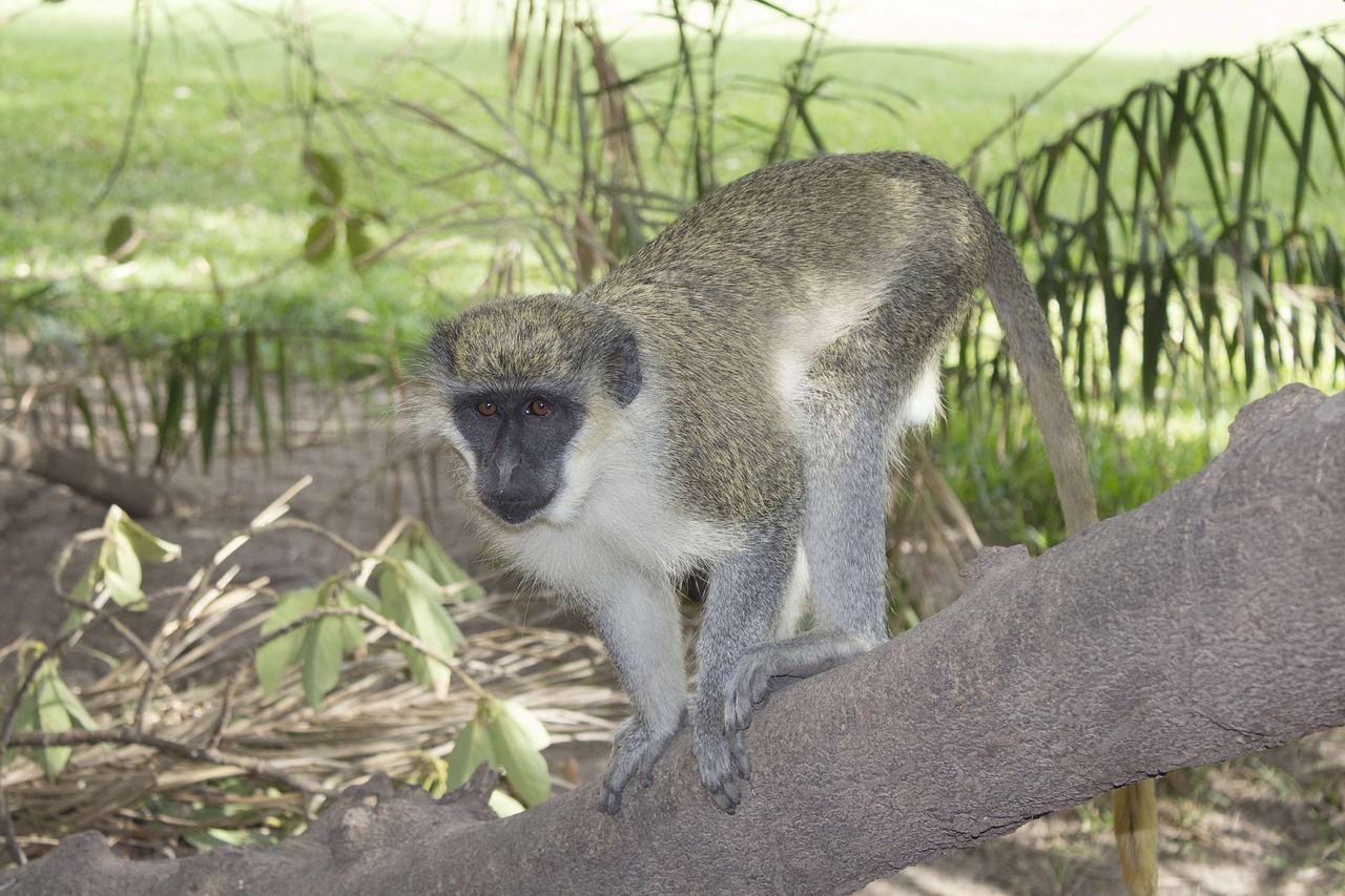 monkey animal wild free photo