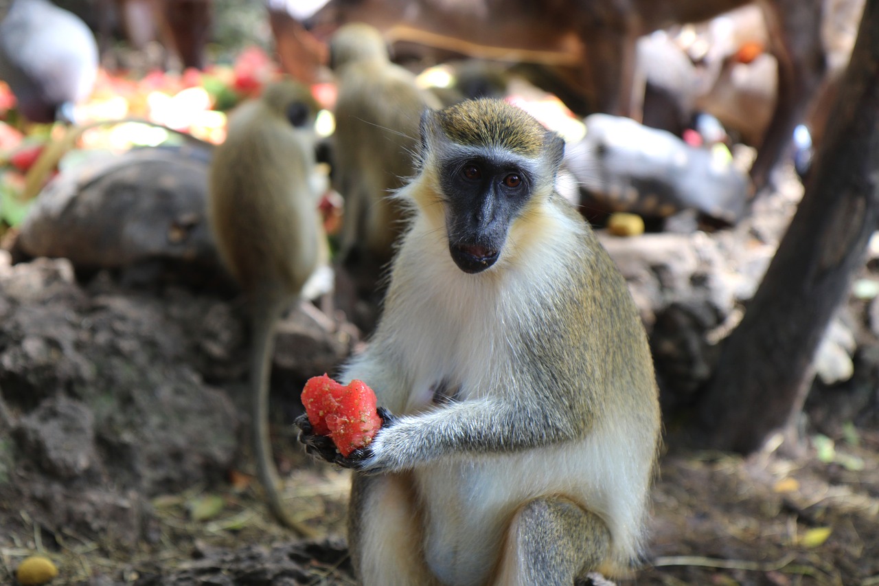 monkey watermelon wildlife free photo