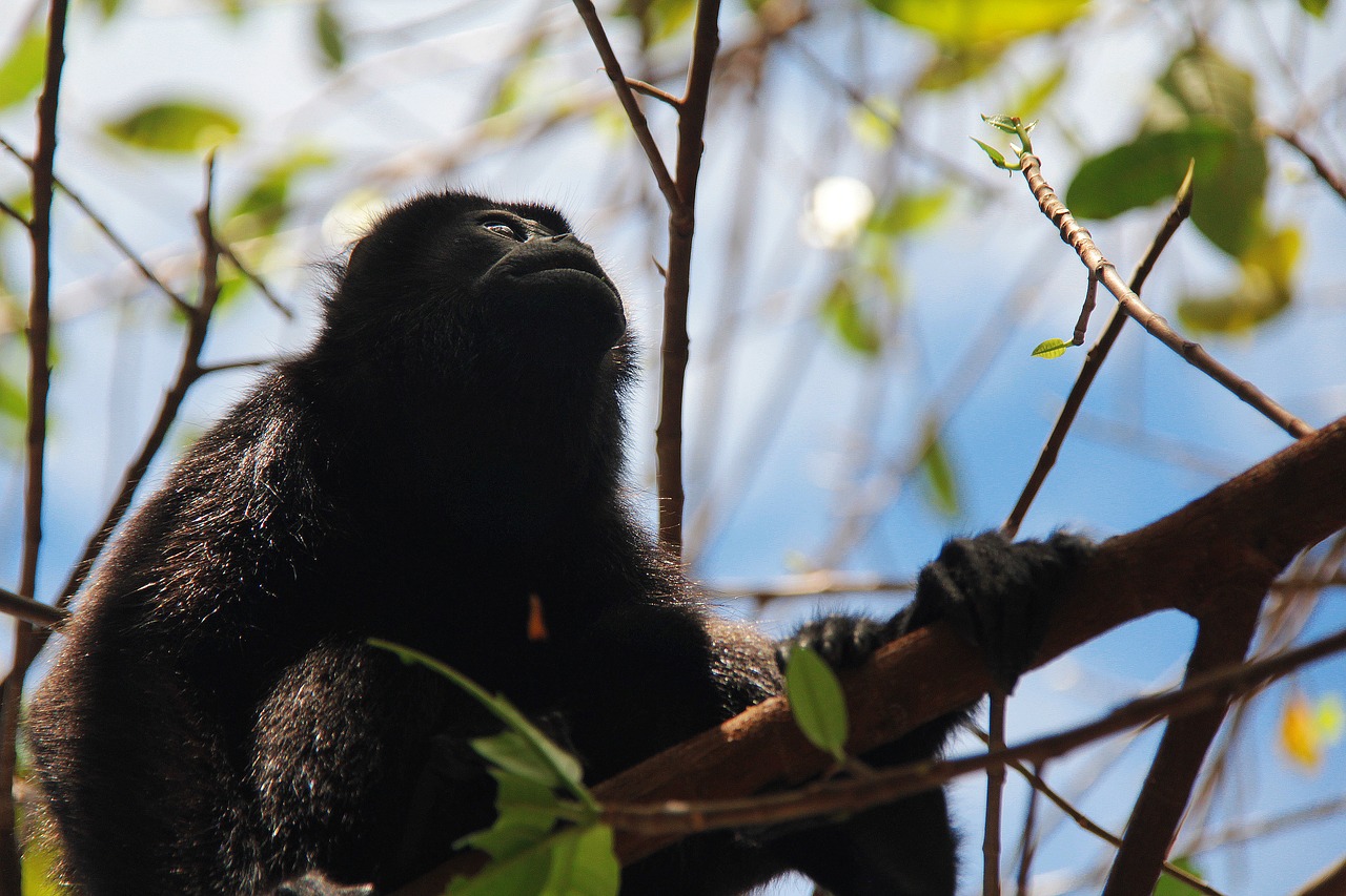 monkey sky nature free photo