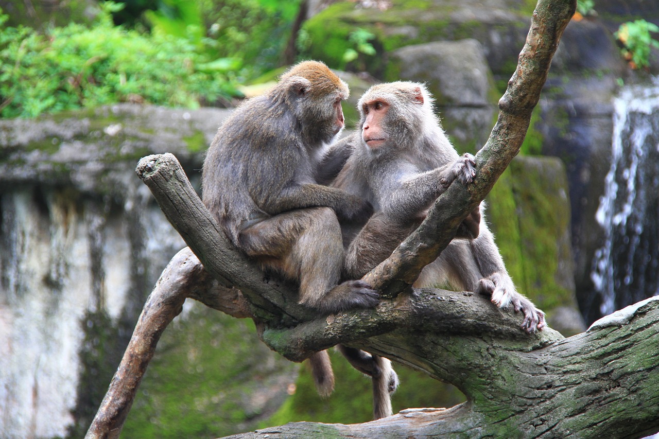 monkey zoo high free photo