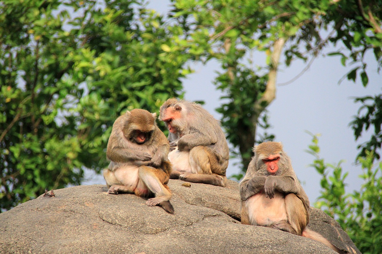 monkey three large stone free photo