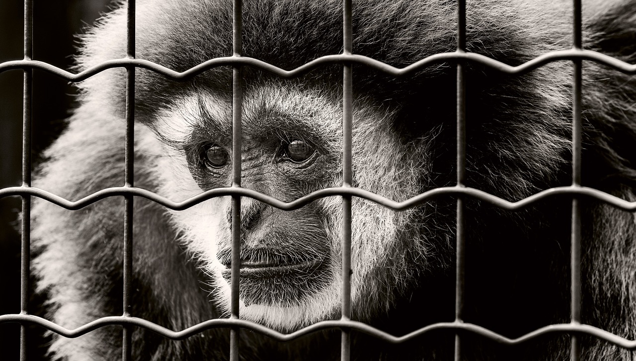 monkey captivity sad free photo