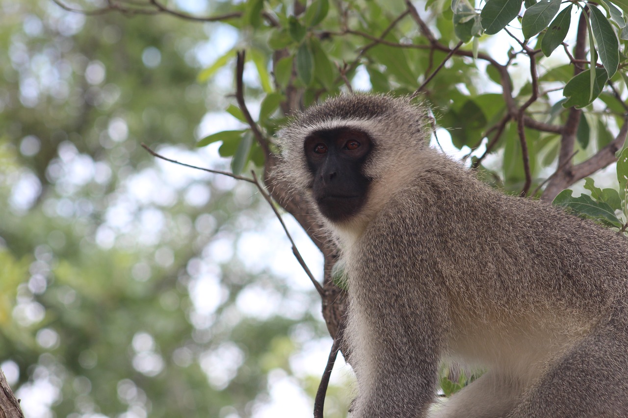 monkey nature animal free photo