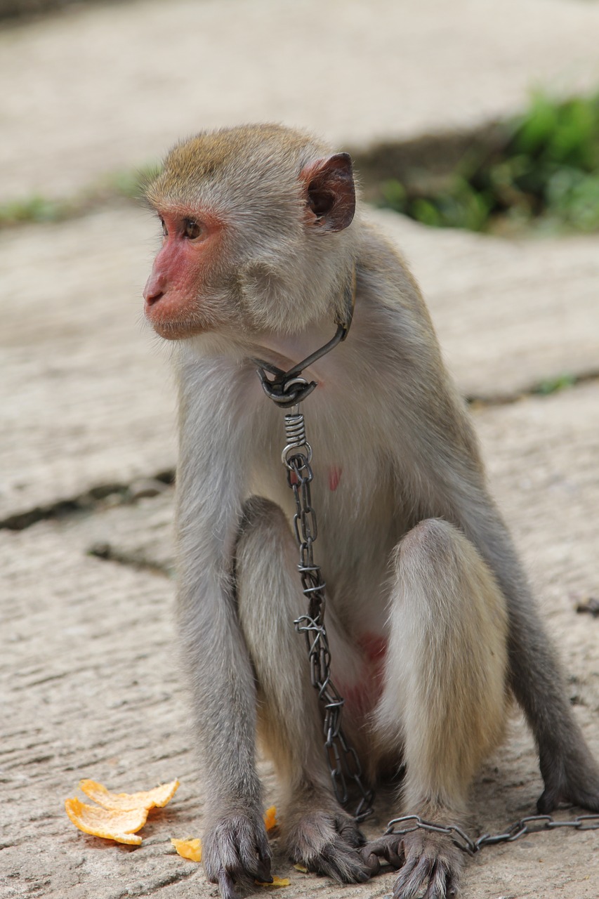 monkey the mamak vietnam free photo