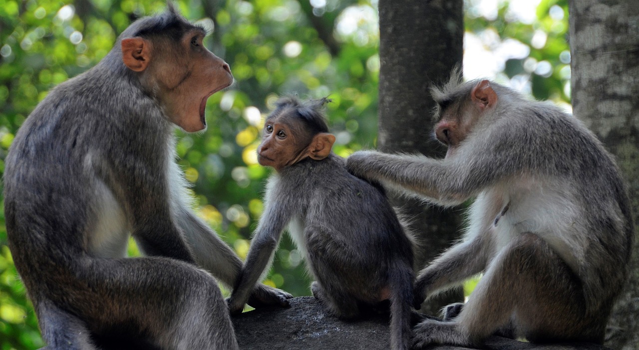 monkey family wildlife free photo