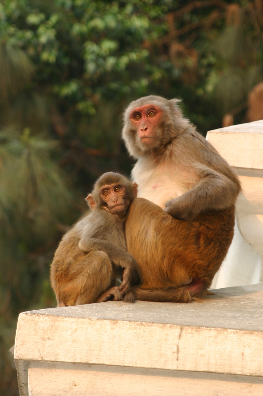 monkey kathmandu nepal free photo