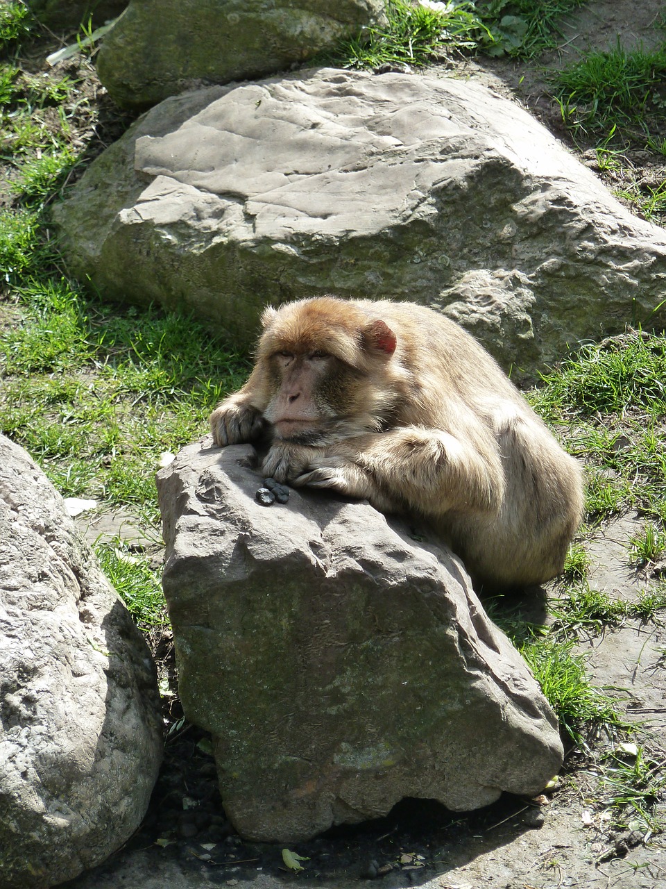 monkey stone zoo free photo