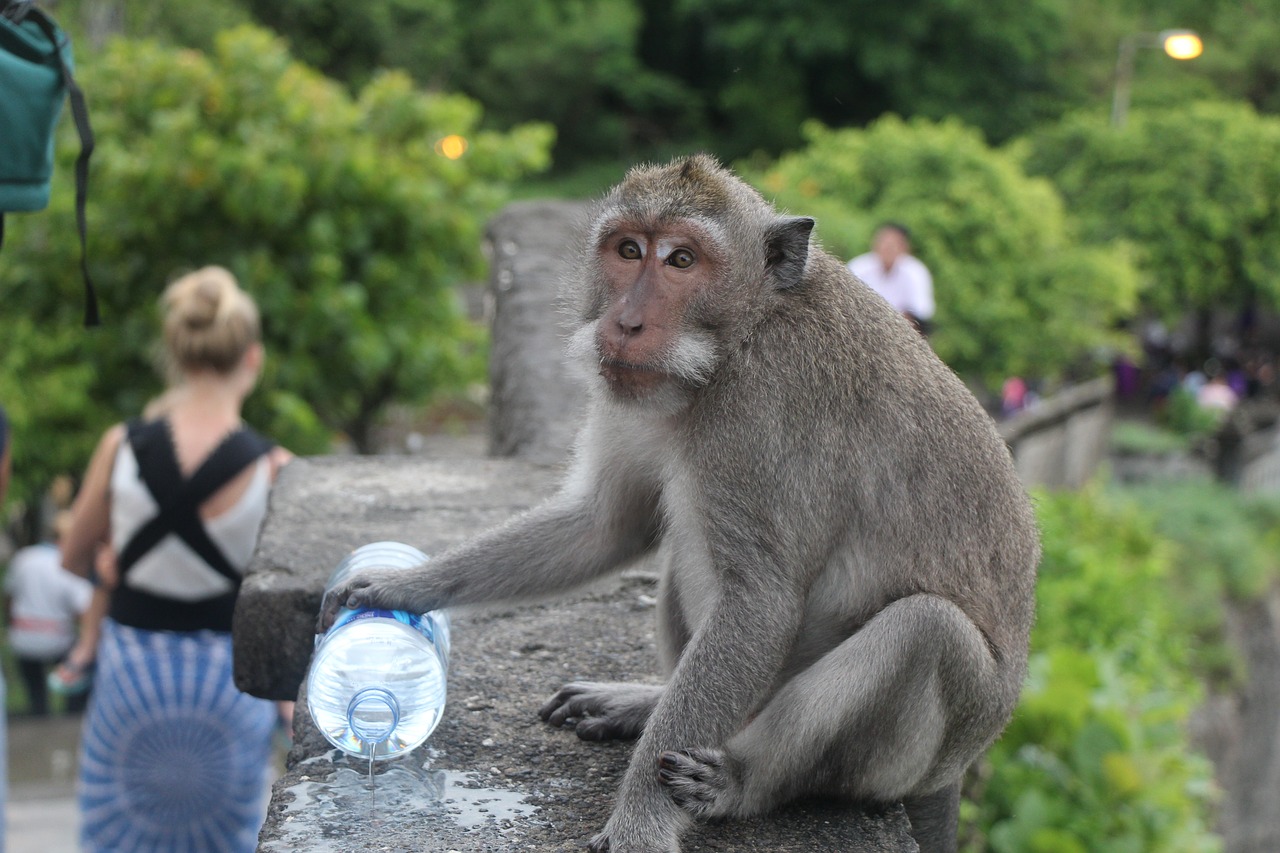 monkey bali indonesia free photo