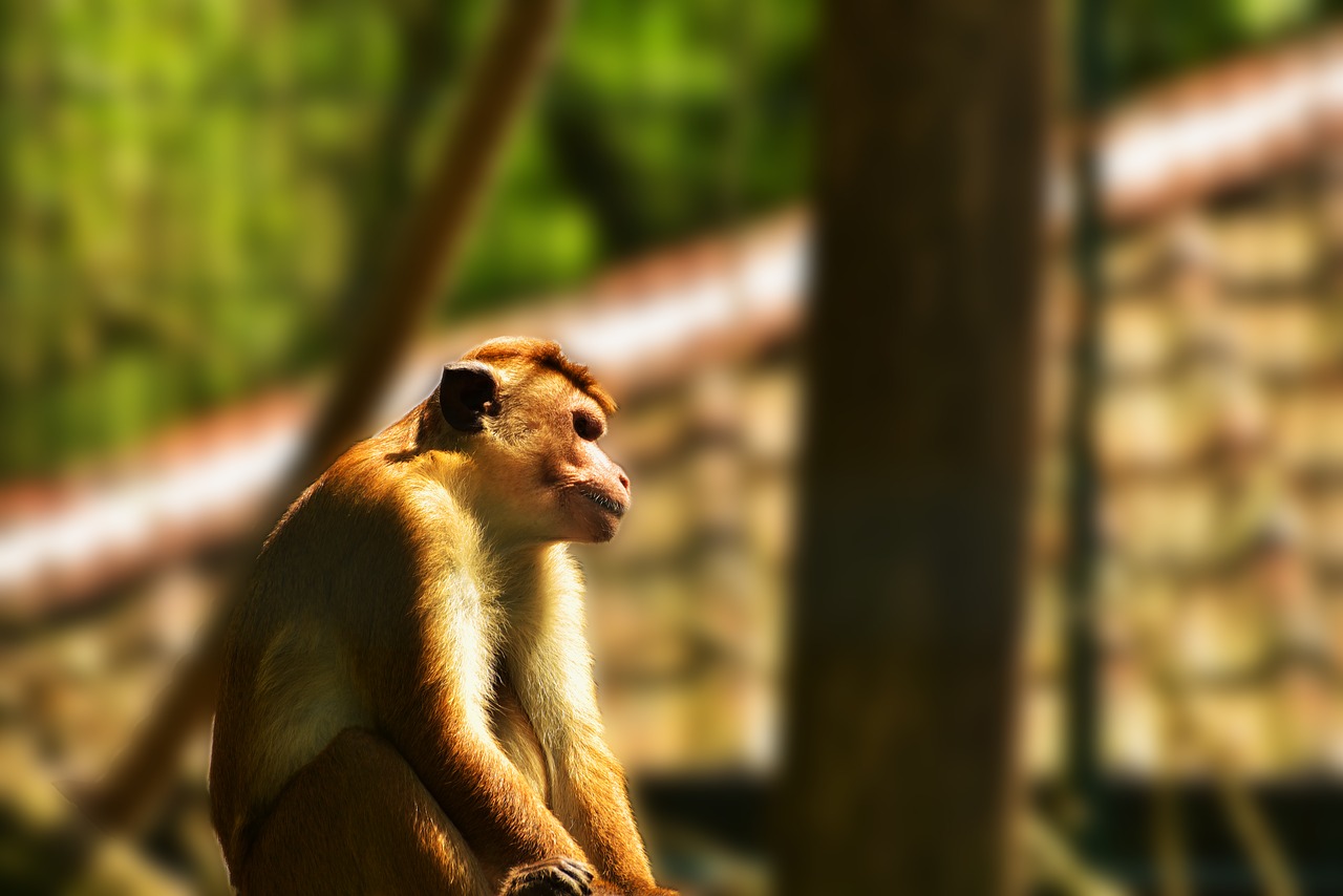 monkey primate cage free photo