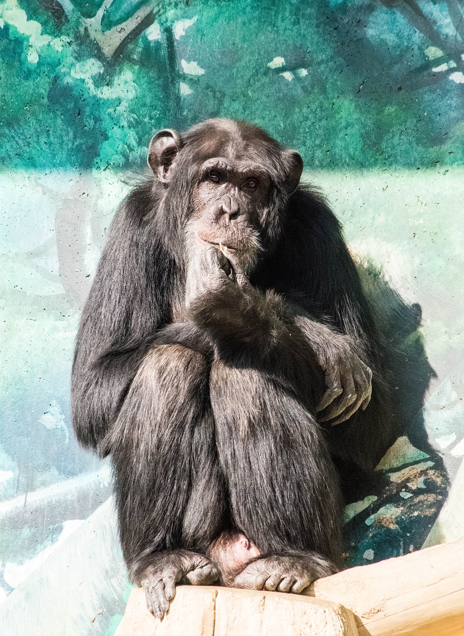 monkey chimp animal free photo