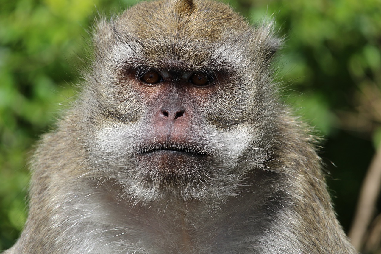 monkey mauritius face free photo