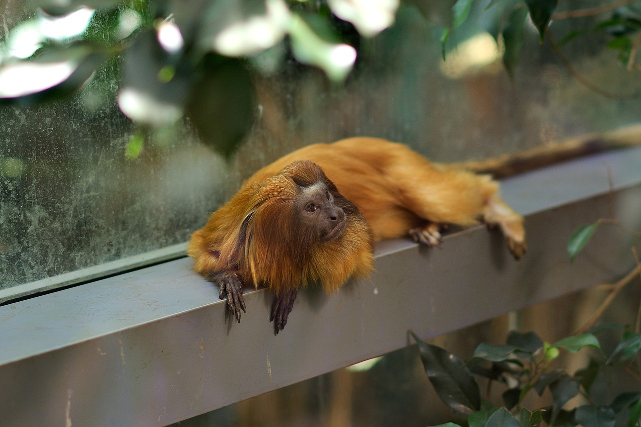 monkey zoo macaque free photo