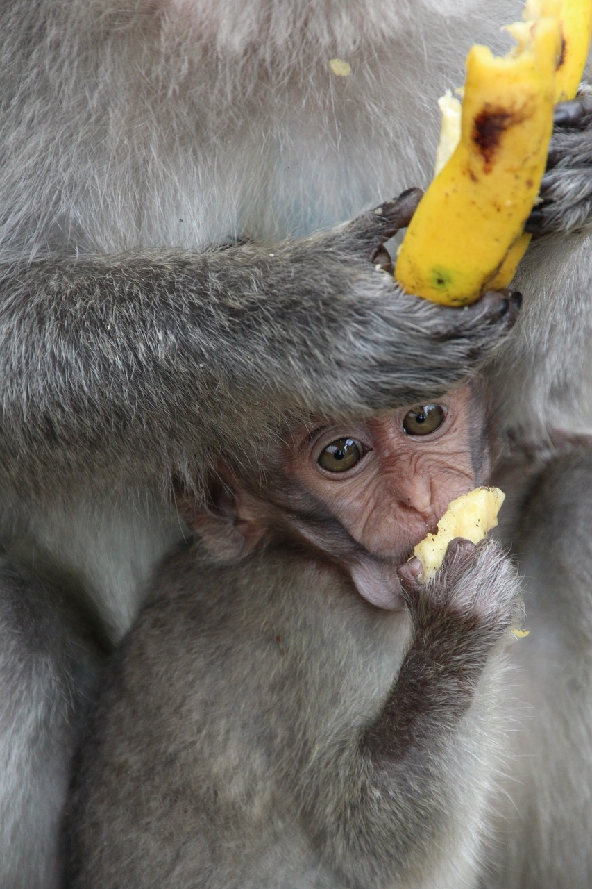 monkey baby äffchen free photo
