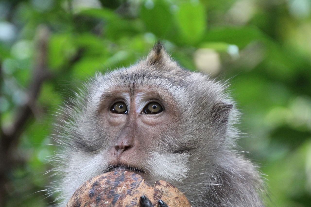 monkey coconut eyes free photo