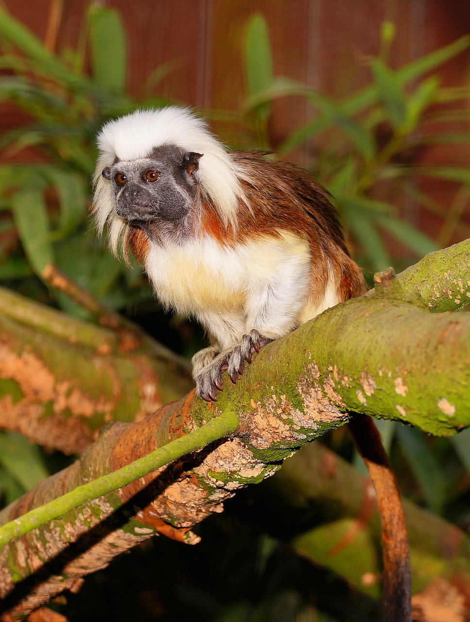 monkey enclosure äffchen free photo