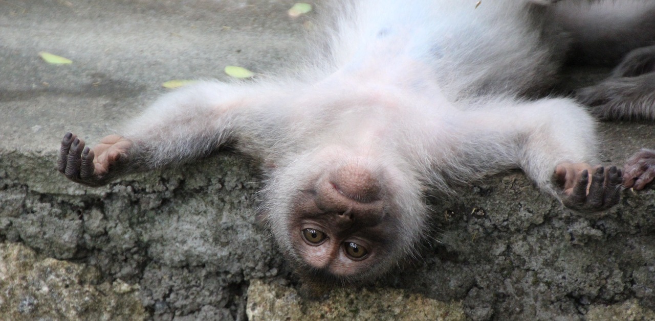 monkey relaxation primate free photo