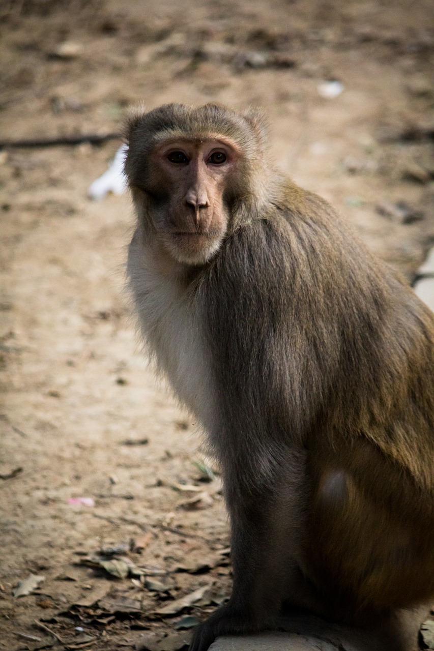 monkey pose photography free photo