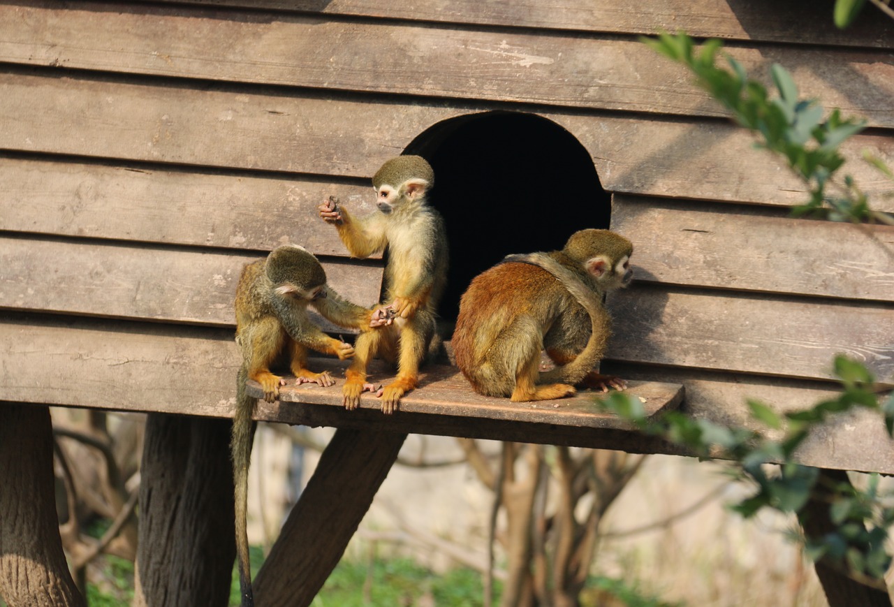 monkey animal zoo free photo