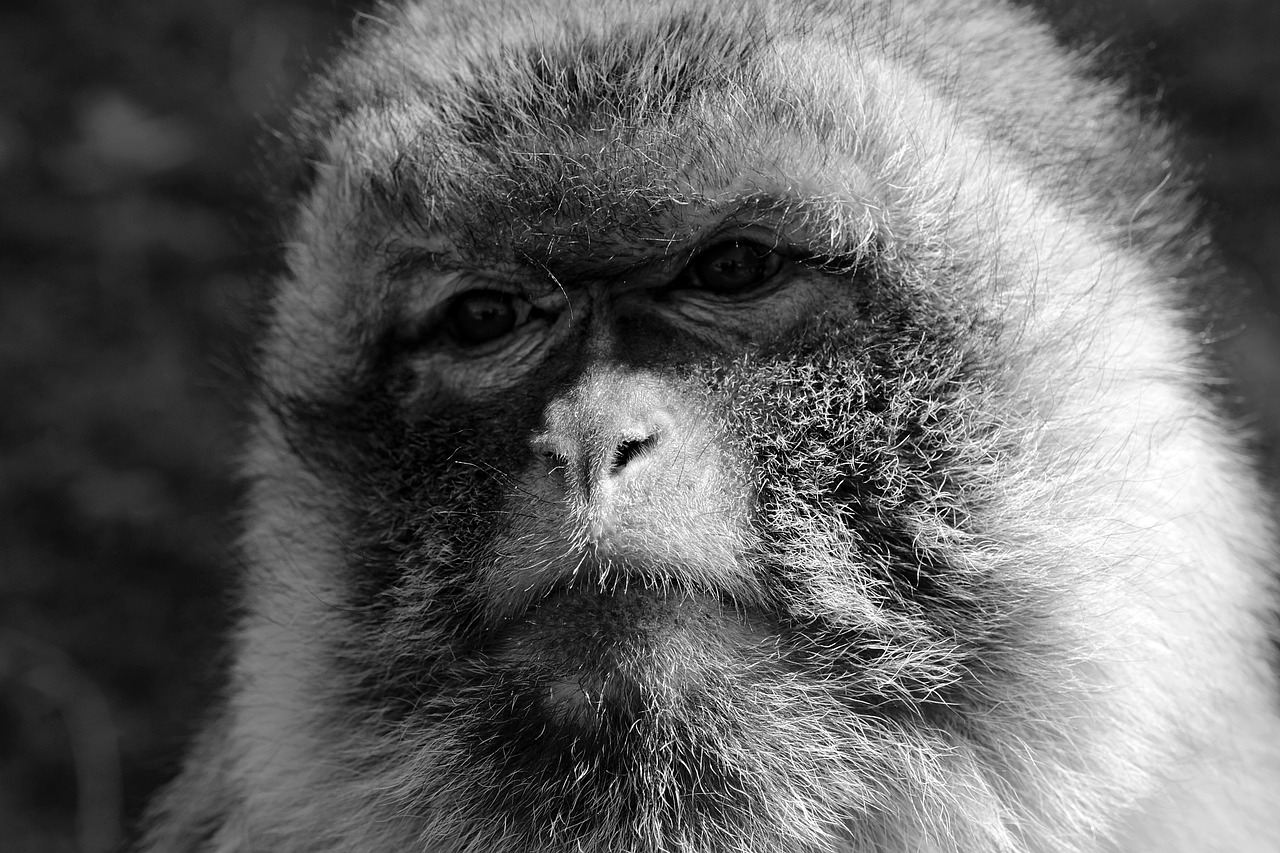 Download free photo of Monkey,sad,zoo,animal,primate - from 