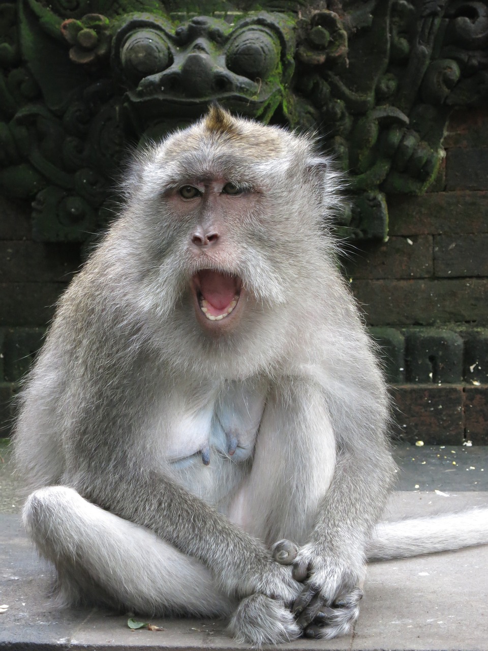 monkey bali facial expression free photo