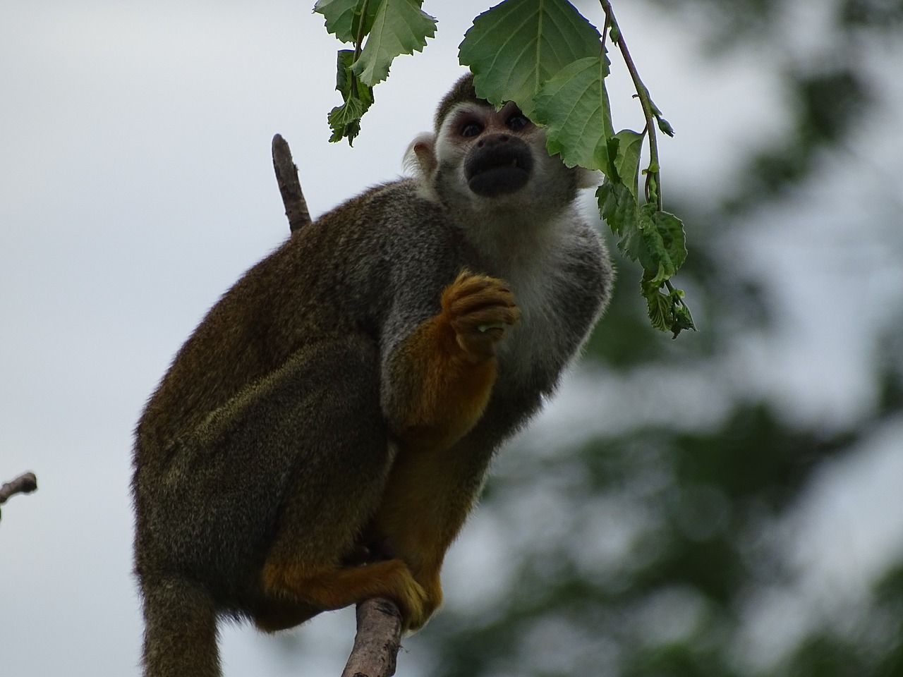 monkey zoo wildlife free photo