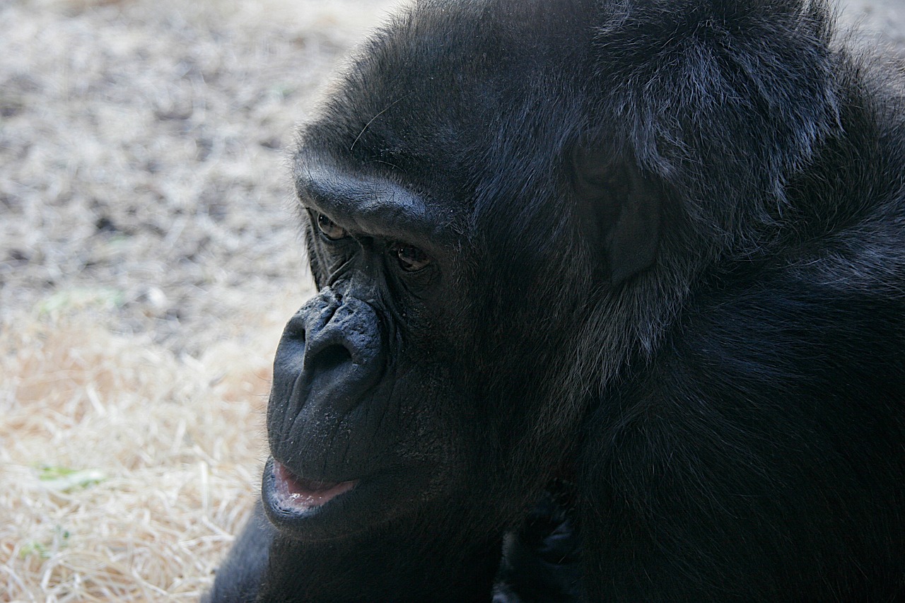 monkey animal zoo free photo