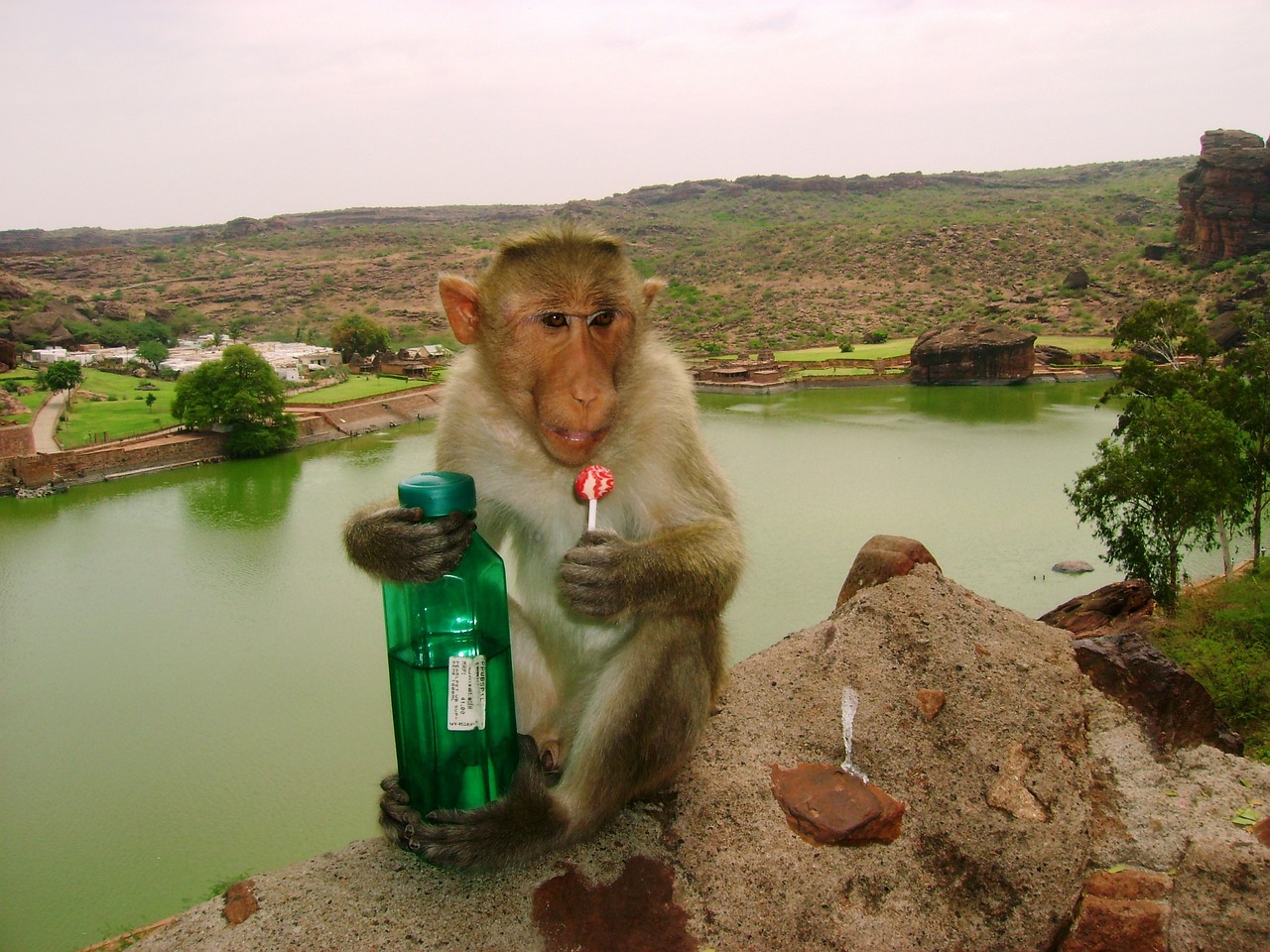 monkey lollipop water bottle free photo