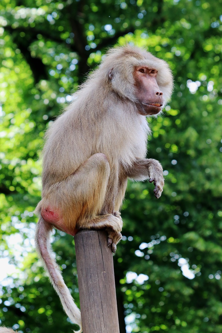 monkey baboon zoo free photo