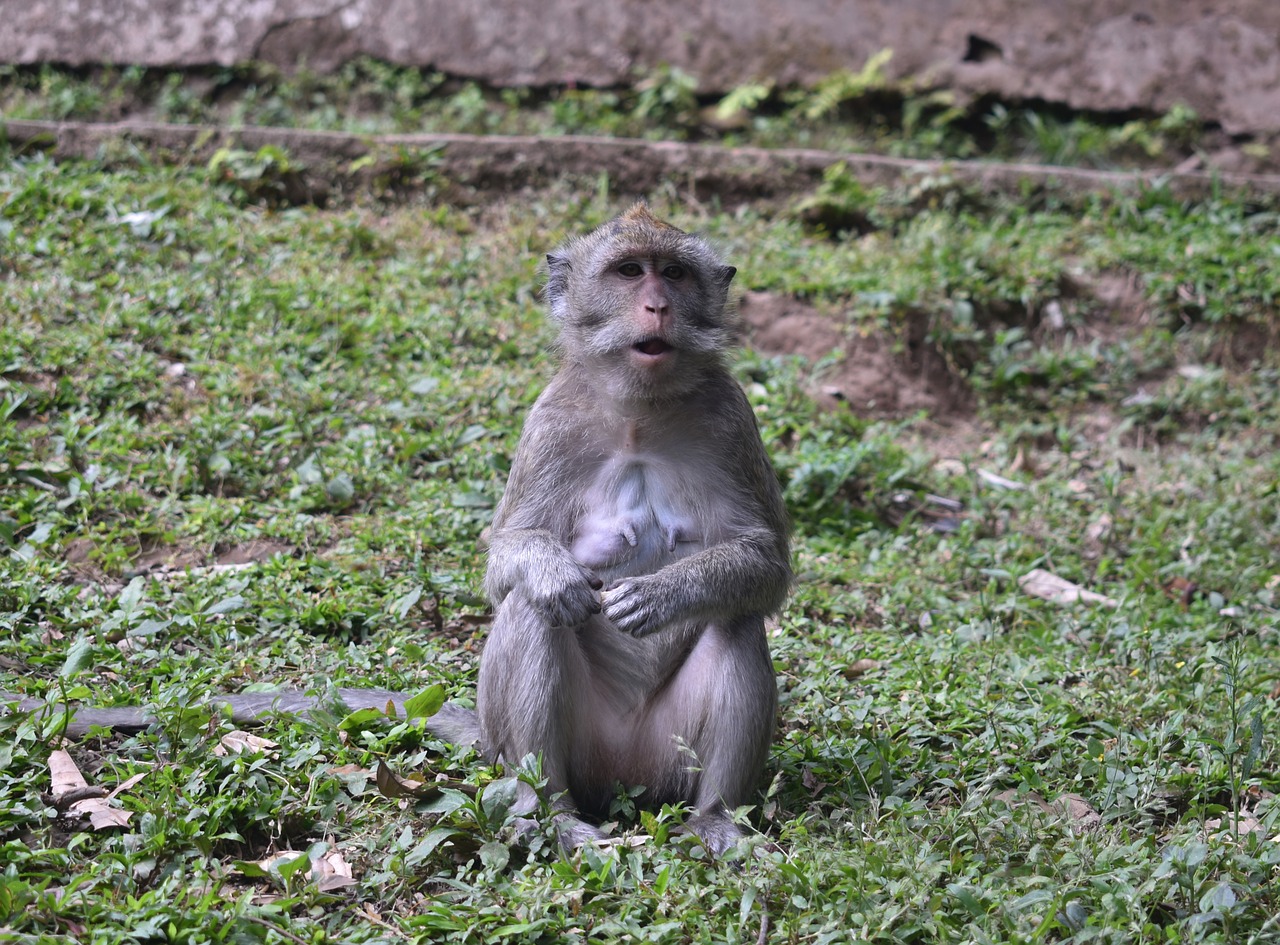 monkey animal wild free photo