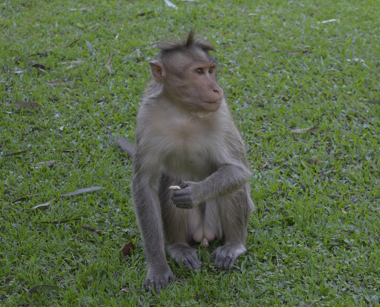 monkey nature grass free photo