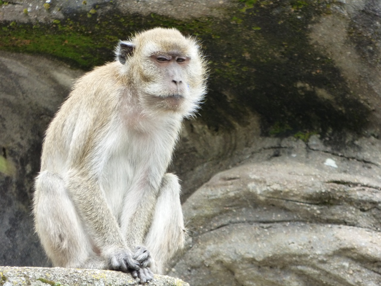 monkey animal zoo free photo