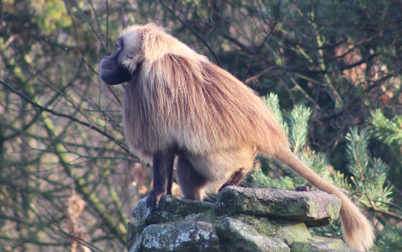 monkey animals zoo free photo