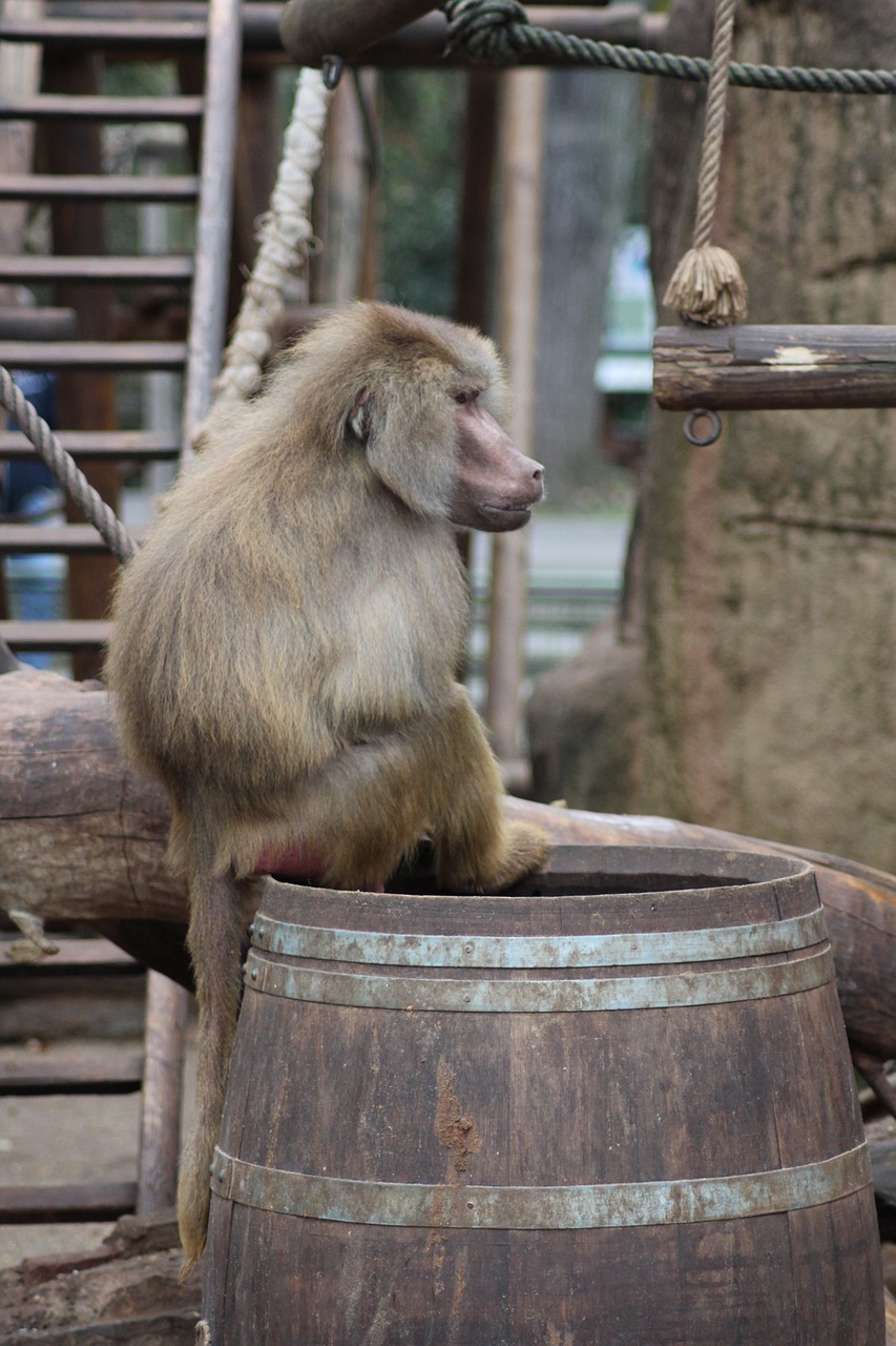 monkey hamadryas baboon free photo