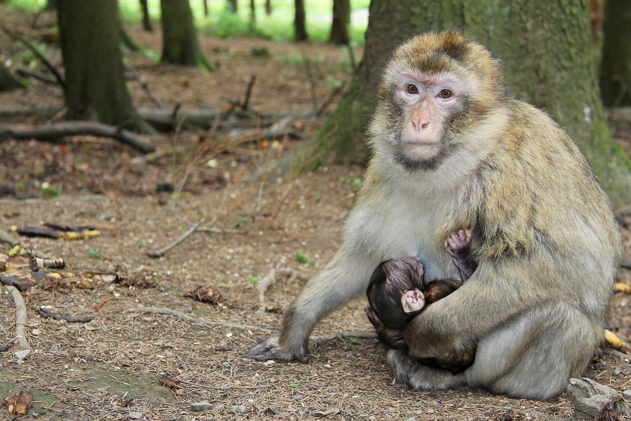 monkey forest gibbon free photo