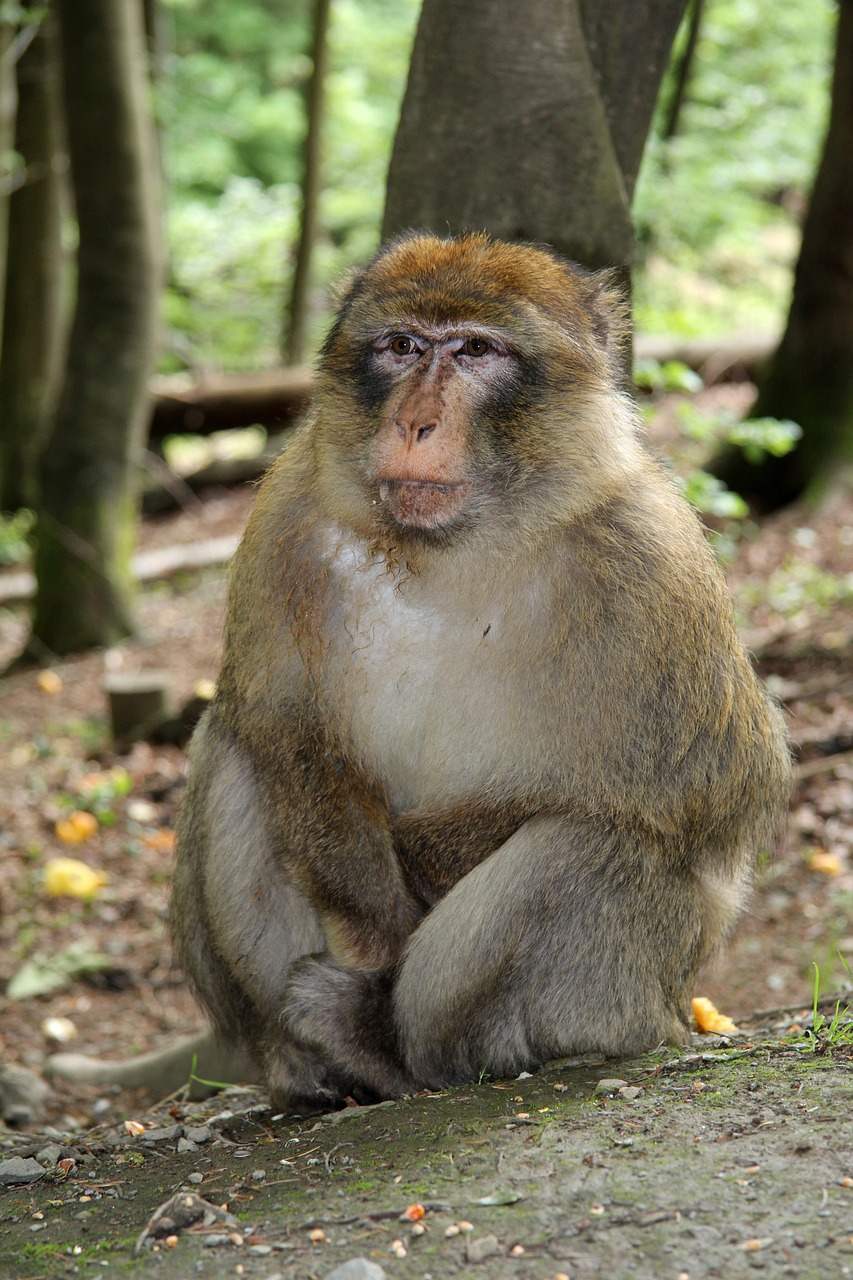 monkey forest gibbon free photo