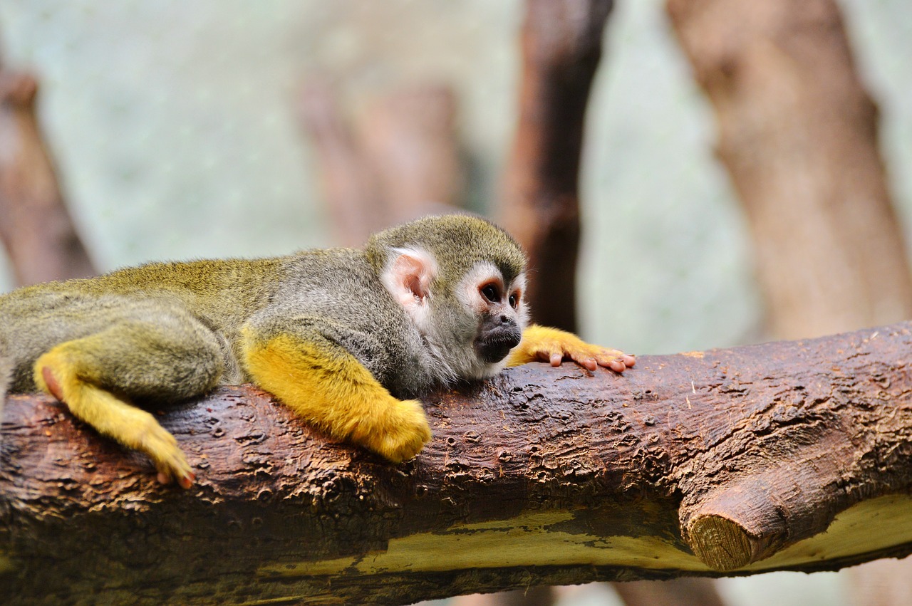 monkey äffchen capuchins free photo