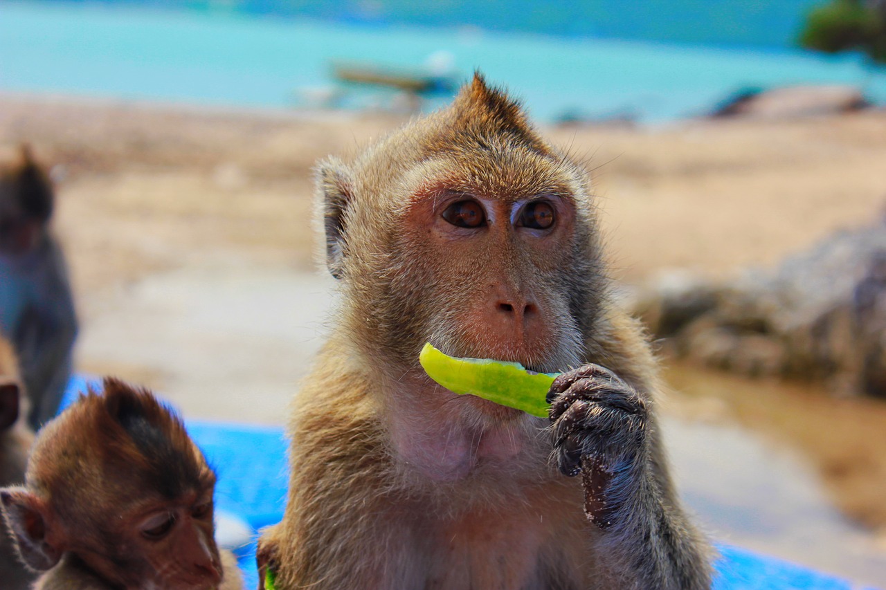 monkey toque view free photo