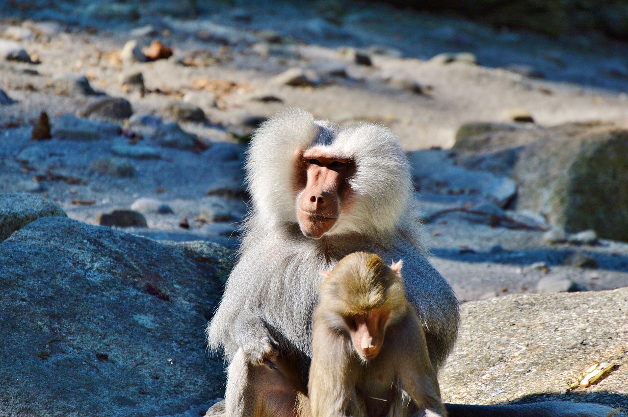 monkey baboon animal free photo