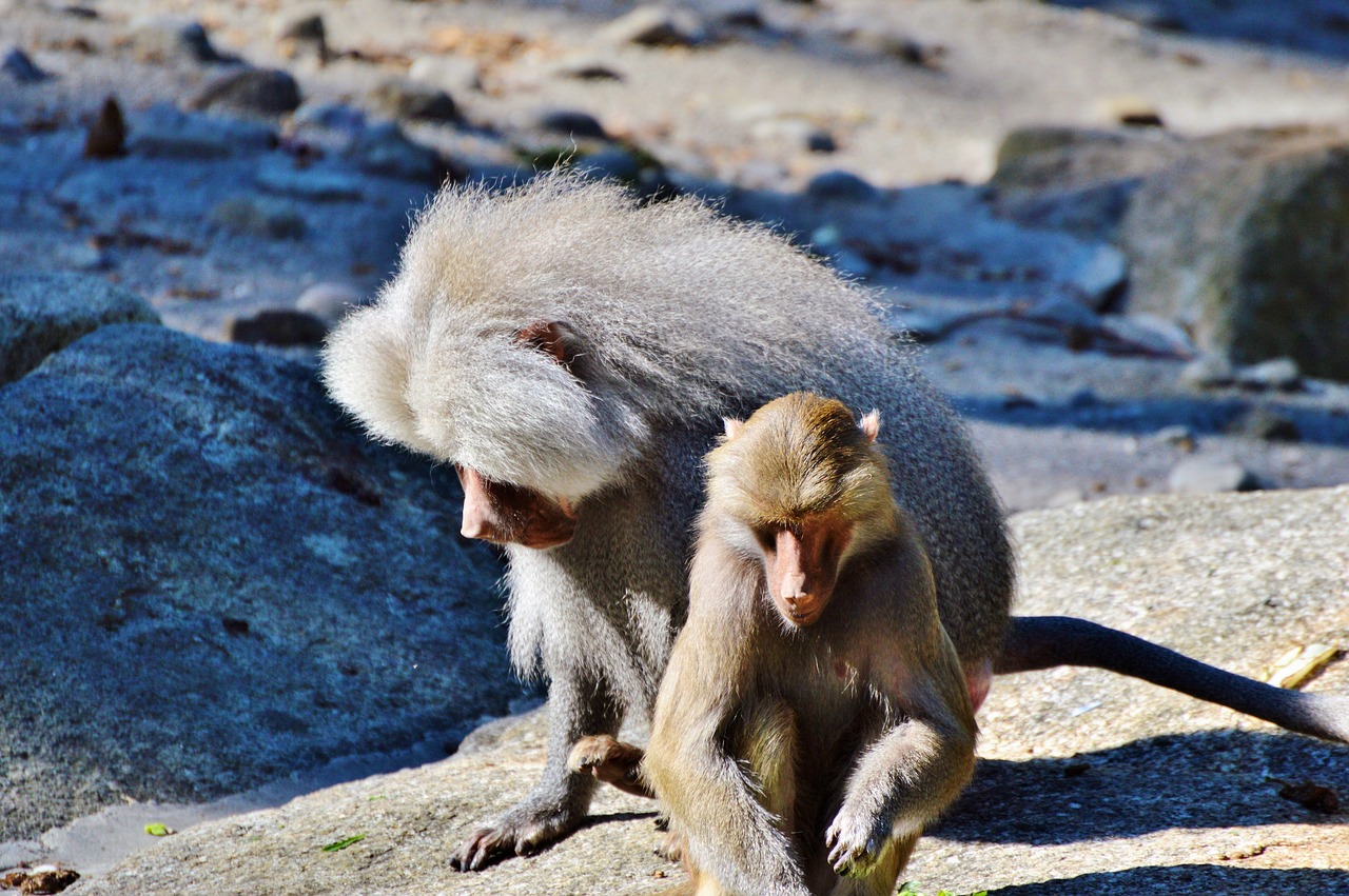 monkey baboon animal free photo
